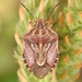 Trichopepla semivittata - Photo (c) skitterbug, μερικά δικαιώματα διατηρούνται (CC BY), uploaded by skitterbug