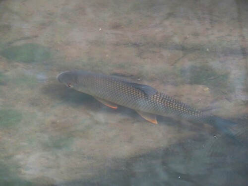 Streaked prochilod (Prochilodus lineatus) — Prochilodontidae — 4