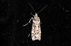 Eudonia submarginalis