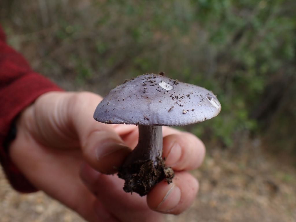 Collybia nuda · January 2026 · photo: © evn (iNaturalist, cc0)