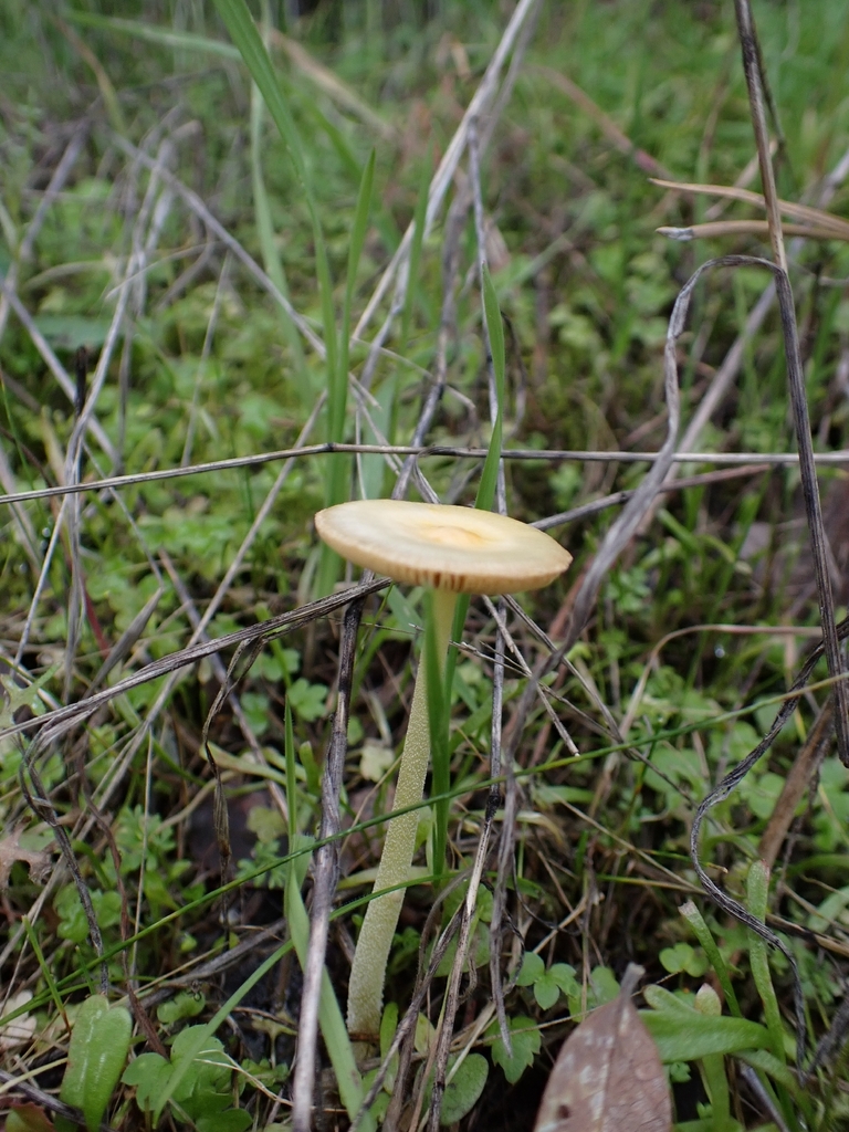 Bolbitius titubans · January 2026 · photo: © evn (iNaturalist, cc0)