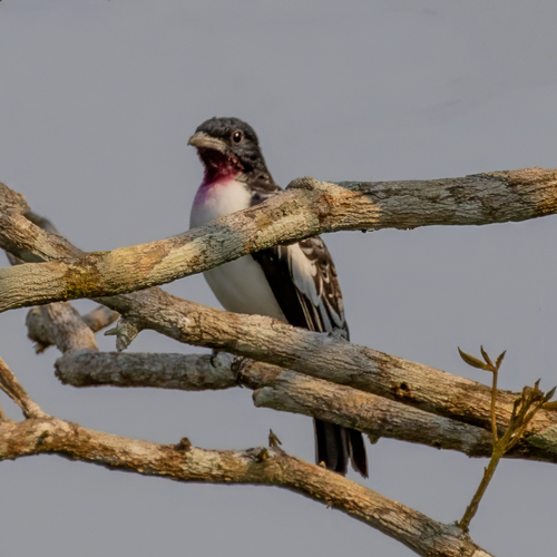 Purple-throated Cotinga (Porphyrolaema porphyrolaema), photo 9