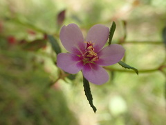 Acisanthera