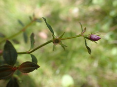Acisanthera