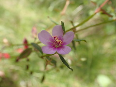 Acisanthera