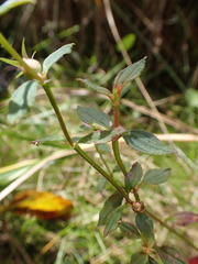 Acisanthera