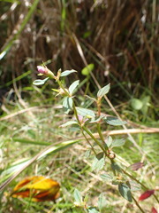 Acisanthera