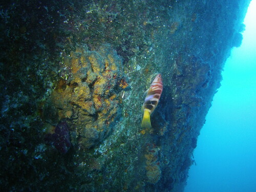 Serranus scriba