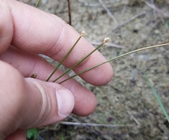 Eleocharis geniculata