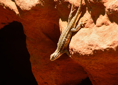 Sceloporus graciosus graciosus