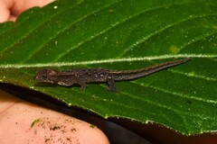 Barbour's Clawed Gecko photo 3