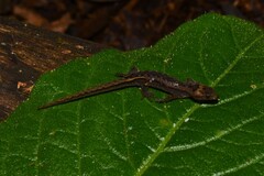 Barbour's Clawed Gecko photo 1
