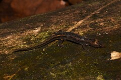 Barbour's Clawed Gecko photo 5