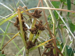 Cyperus glomeratus