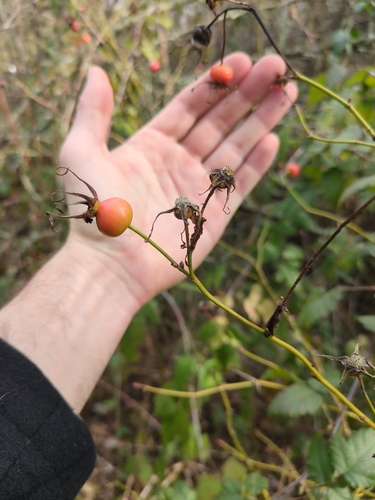 Nootka Rose fruiting