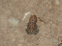 Duttaphrynus melanostictus