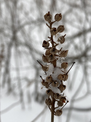 Otra foto de Sweet pepperbush