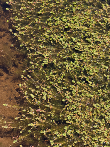 Myriophyllum quitense, photograph 3