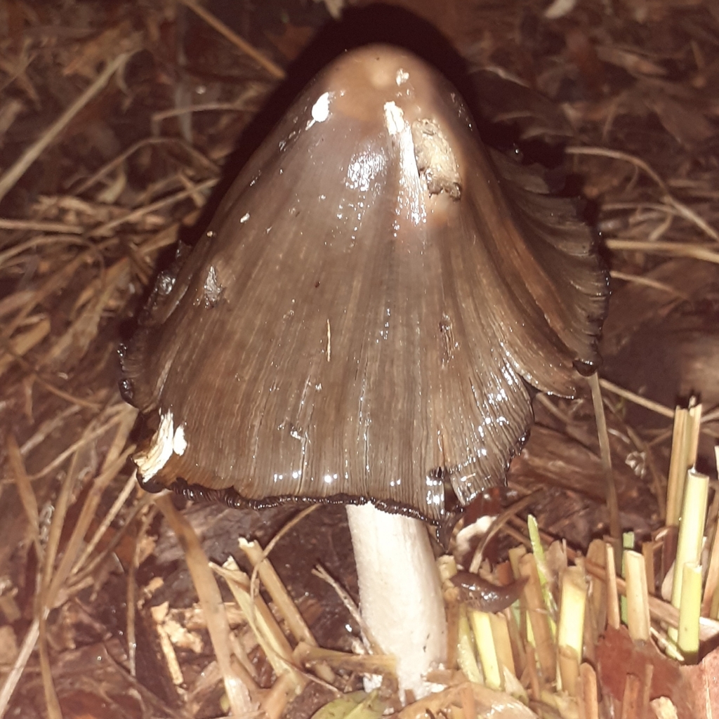Coprinopsis picacea · January 2026 · photo: © bogsuckers (iNaturalist, cc-by)
