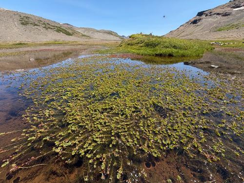 Myriophyllum quitense, photograph 5