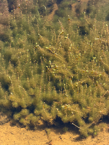 Myriophyllum quitense, photograph 4