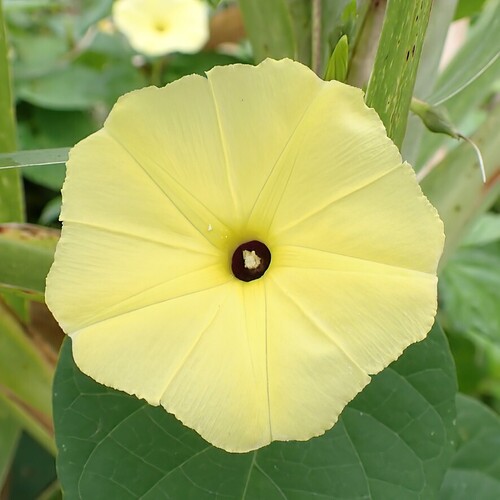 Ipomoea ochracea, photograph 4
