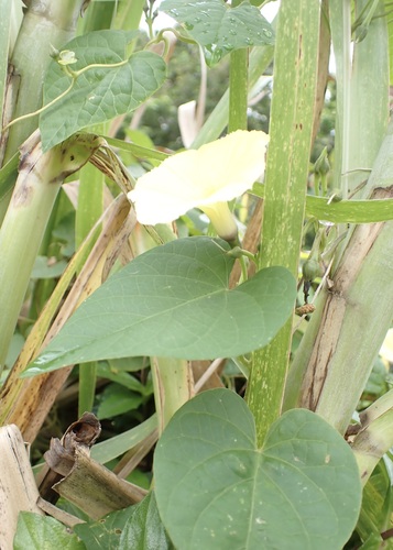Ipomoea ochracea, photograph 3
