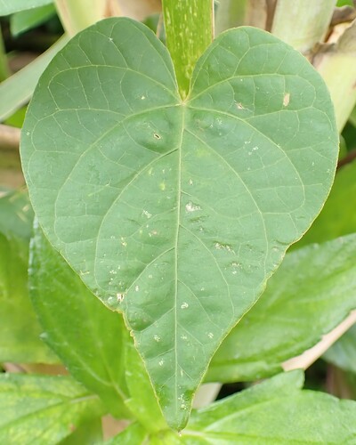 Ipomoea ochracea, photograph 5