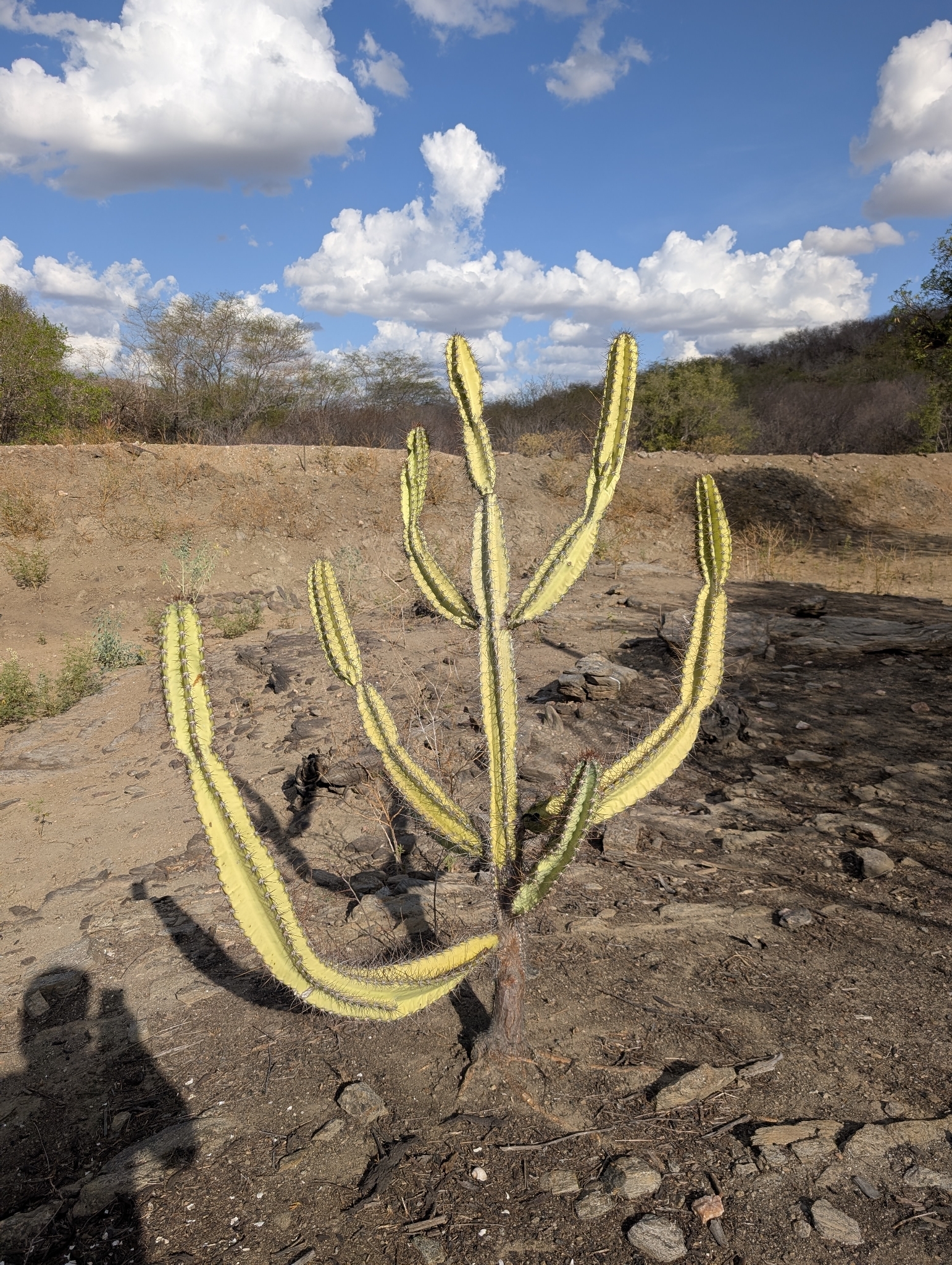 Cereus jamacaru