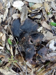 Hydnellum fuscoindicum