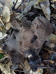 Hydnellum fuscoindicum