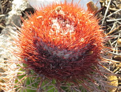 Melocactus caroli-linnaei