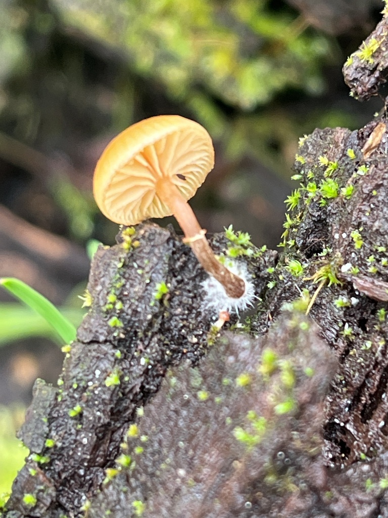 Galerina marginata · January 2026 · photo: © joqatana (iNaturalist, cc-by)