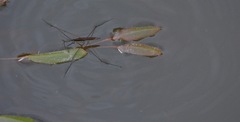 Limnoporus