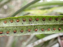 Microgramma lycopodioides