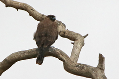 Falco subniger