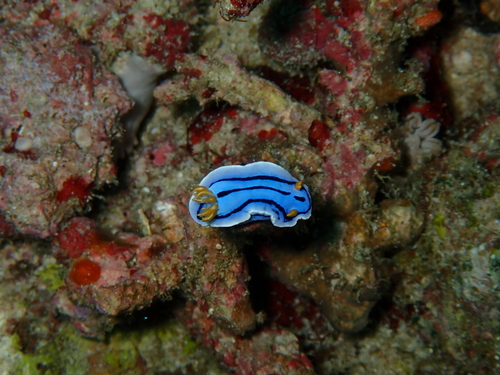 Chromodoris lochi
