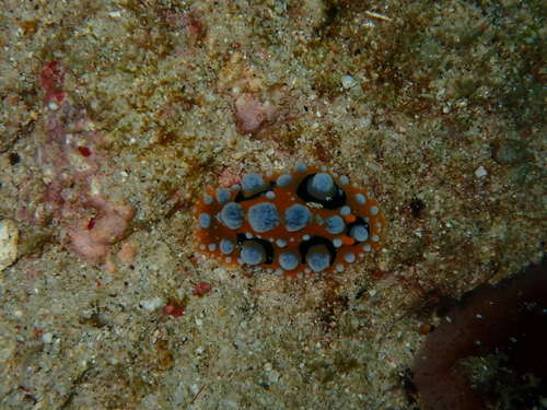 Phyllidia ocellata