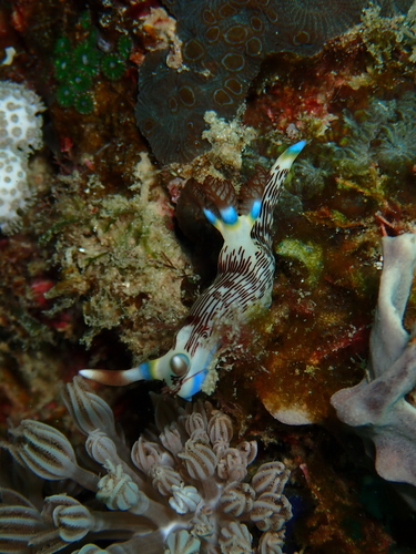 Nembrotha lineolata
