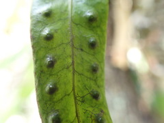 Microgramma lycopodioides