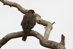 Falco subniger