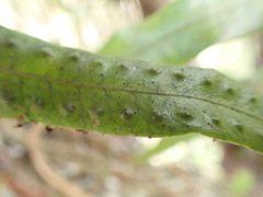 Microgramma lycopodioides