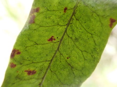 Microgramma lycopodioides