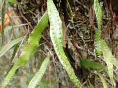 Microgramma lycopodioides