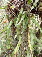 Microgramma lycopodioides