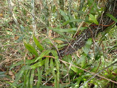 Microgramma lycopodioides