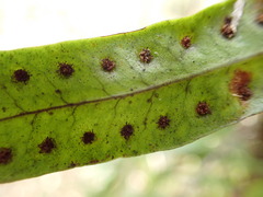 Microgramma lycopodioides