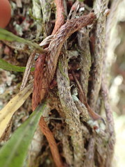 Microgramma lycopodioides