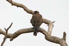 Falco subniger
