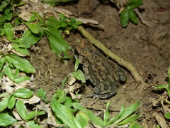 Duttaphrynus melanostictus